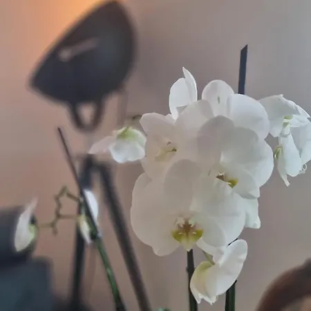 Wellness 別荘
