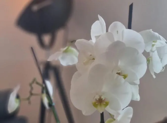 Wellness Dom wakacyjny